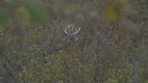 Kansas With the Jordans thumbnail