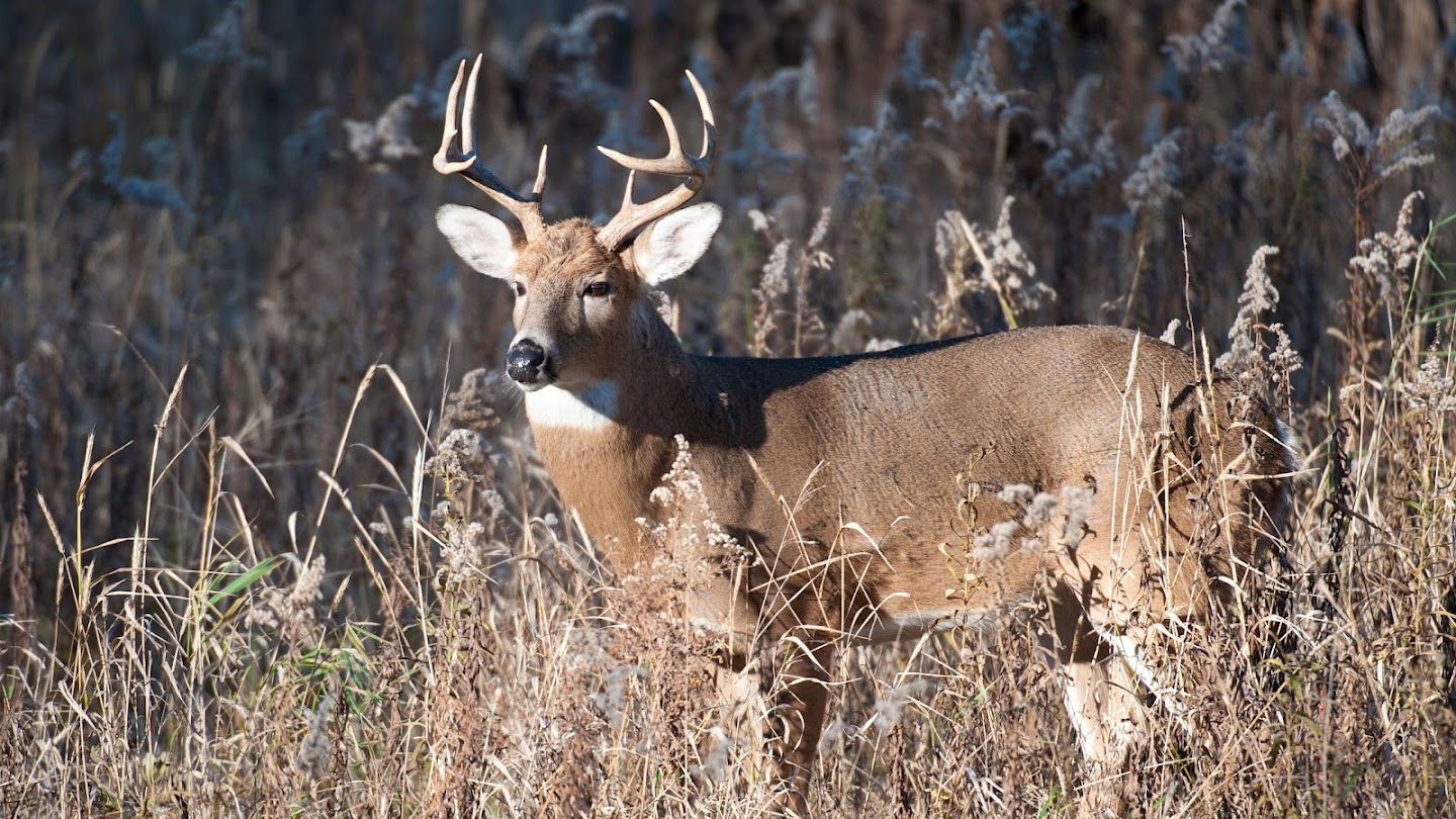 Watch Quick Shots: Georgia Whitetail live