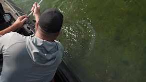 Topwater in Bluegill Spawn thumbnail