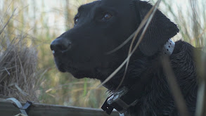 Cajun Collector thumbnail