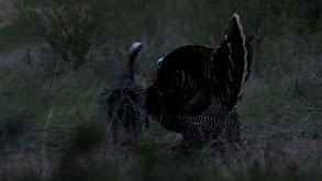 Bowhunting Turkey in Kansas thumbnail