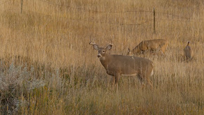 October Whitetails thumbnail