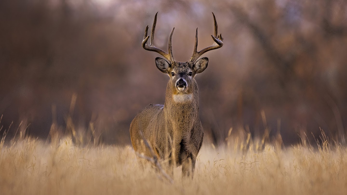 Watch Quick Shots: South Dakota Whitetail live