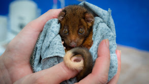 A Koala Called Cavendish thumbnail