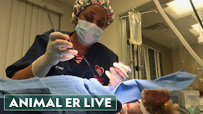 Animal ER Live thumbnail