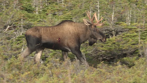 The Third Time is the Charm - AA 2019 thumbnail