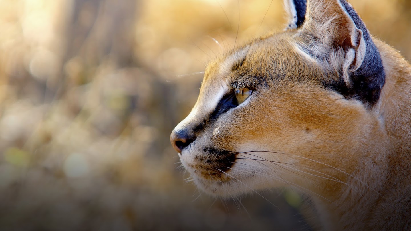 Watch Africa's Wild Year live