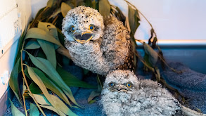 Start of Trauma Season thumbnail