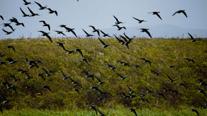 Cold Bay Beauties Part 2 thumbnail
