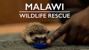 Malawi Wildlife Rescue thumbnail