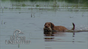 Texas Teal Part 2 thumbnail