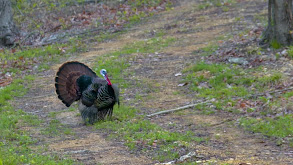 Concert, Honey Do's and TN Governors Hunt thumbnail