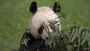 Who Is Afraid of a Dinosaur? thumbnail