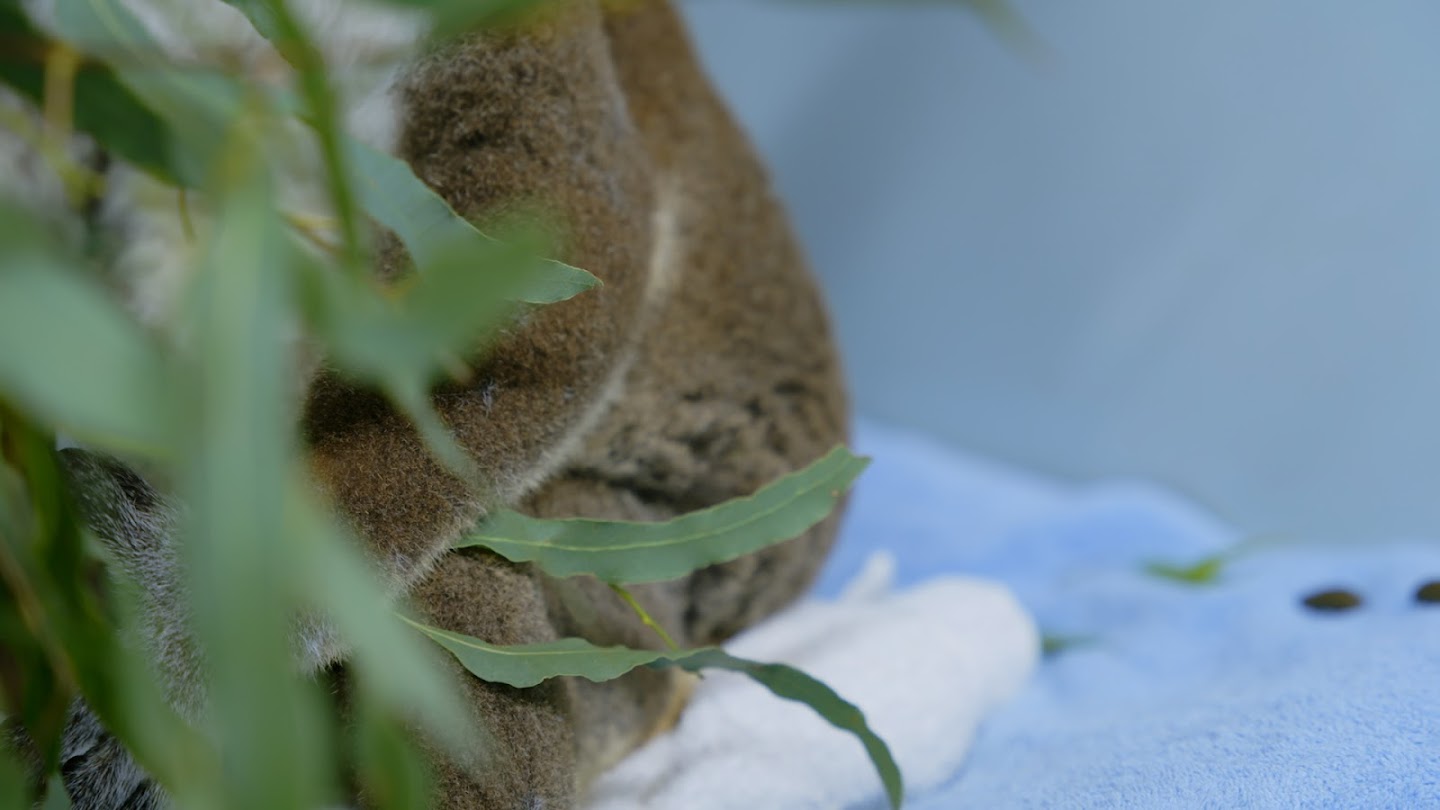 Watch Wildlife ER live