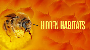 Hidden Habitats thumbnail