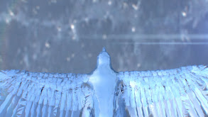 Leopards, Wild Boars, Pistol Shrimp thumbnail