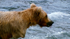 Brutal Brawls thumbnail