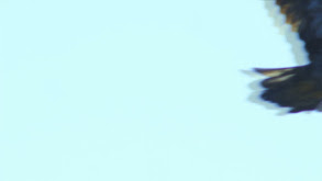 Coyotes, Crabs, Eagles thumbnail