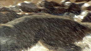 Mortal Combat thumbnail