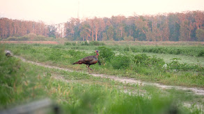 Motor Grader Turkey Hunt thumbnail